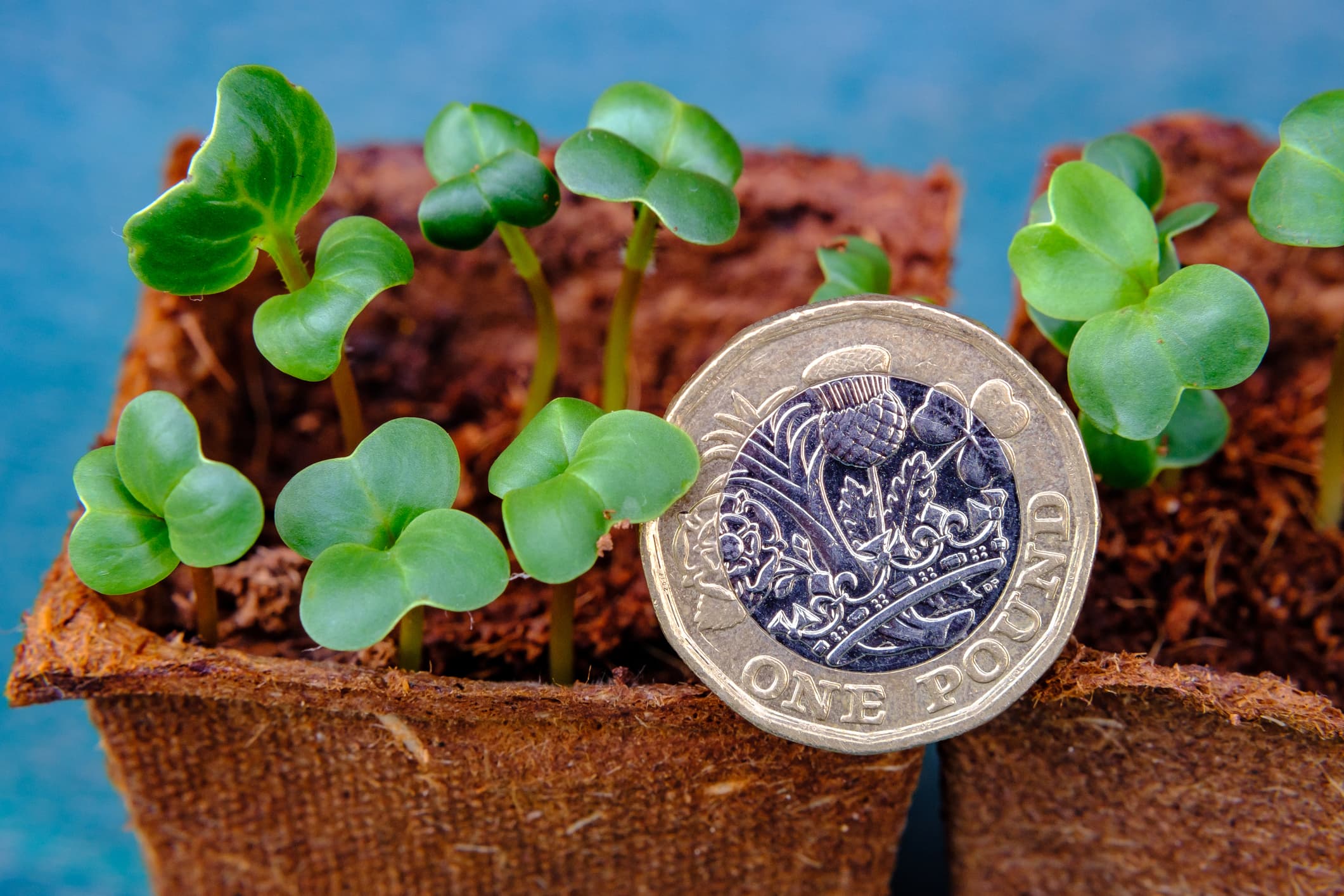 Plant a coin