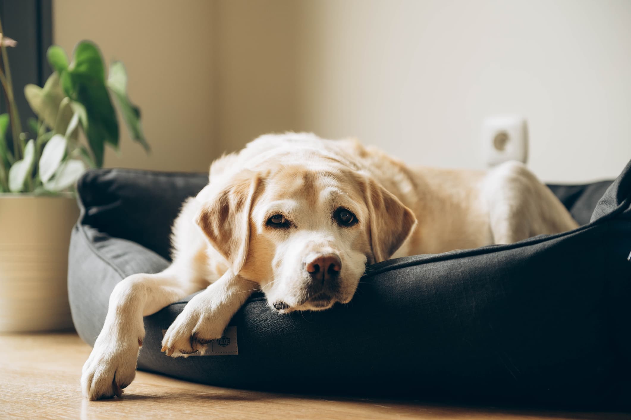 DogBedPetBlog